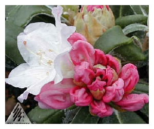 RHODODENDRON x yakushimanum 'Mist Maiden'